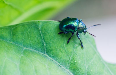 Close-up of bug on leaf