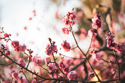 Close-up of pink cherry blossoms in spring