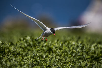 Arctic tern flying over plants