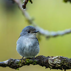 Close-up of bird perching on branch