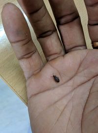High angle view of hand holding insect