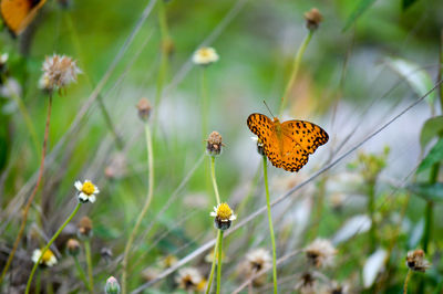 Butterfly pollinating on flower