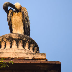 Indian vulture or long billed vulture or gyps indicus close up at royal cenotaphs chhatris