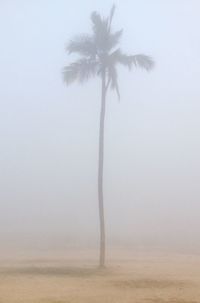 Palm trees on beach against sky