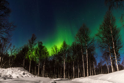 Trees on snow covered land against sky at night