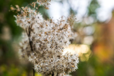 Close-up of white flowers blooming during autumn