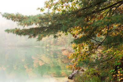 Trees growing in forest during autumn