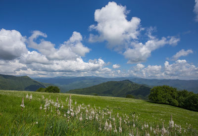 Scenic view of field against sky