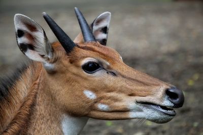 Close-up portrait of deer