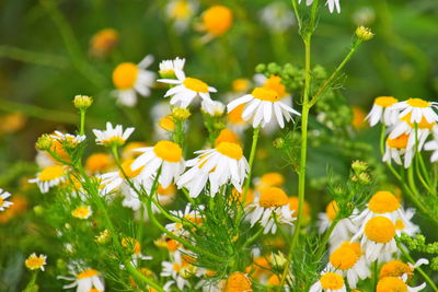 Close-up of white flowering plants on field