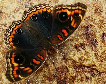 Close-up of butterfly