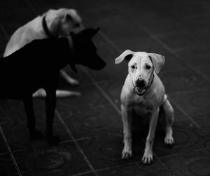 Portrait of dog standing on floor