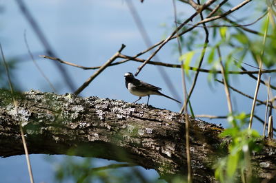 Bird perching on tree trunk