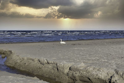 View of seagull on beach against sky