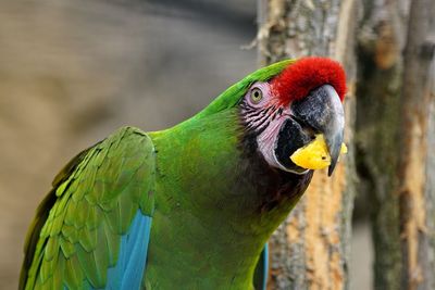 Close-up of a parrot