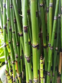 Full frame shot of bamboo plants