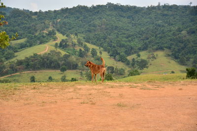 Horse standing in a field