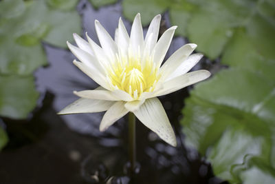 Close-up of white water lily in lake