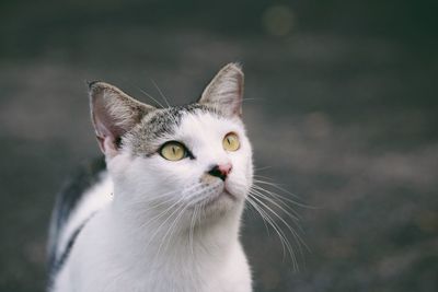 Close-up portrait of cat