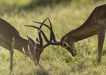 Antelope fight in the serengeti