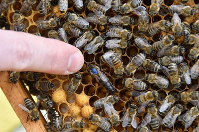 Cropped image of person holding insect on wood