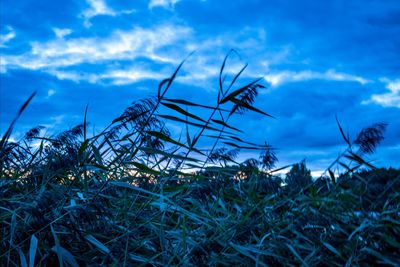 Close-up of grass on field against sky