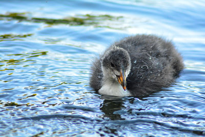 Close-up of duck swimming in lake