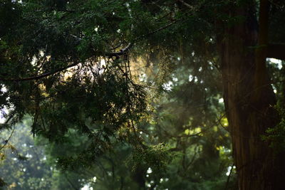 Low angle view of trees in forest