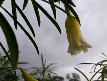 Close-up of yellow flowering plant