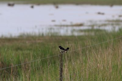 Barn swallow on a pool.