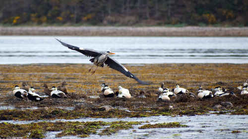 Seagulls flying over the beach