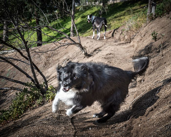 Old dog running towards camera on a trail with a great dane dog in the background.