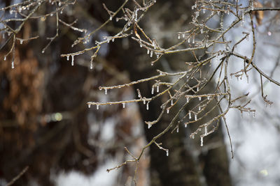 Ice covering tree limbs on a cold day