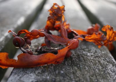 Close-up of orange leaves