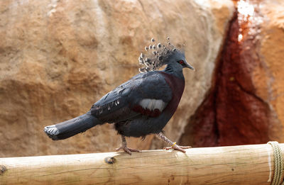 Close-up of victoria crowned pigeon