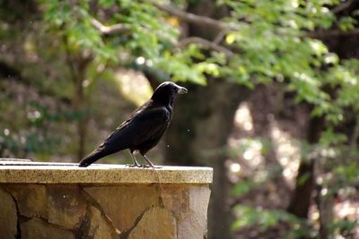 Close-up of bird perching on retaining wall