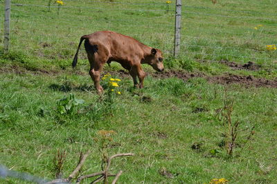 Sheep grazing on grassy field