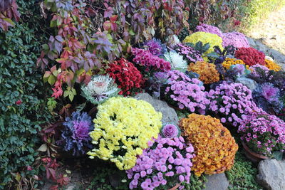 High angle view of purple flowering plants