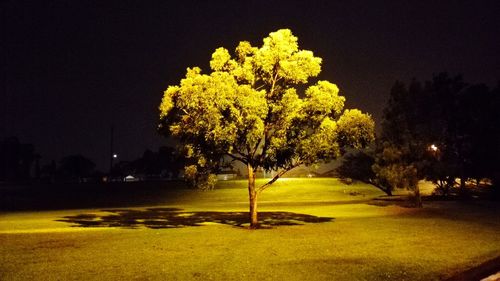 View of trees at night
