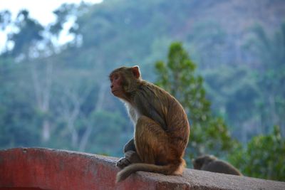 Monkey sitting on retaining wall against sky