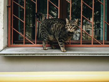Cat standing on window sill