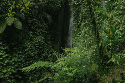 Plants and trees in forest