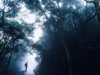 Mid distant view of hiker standing on road amidst trees during foggy morning