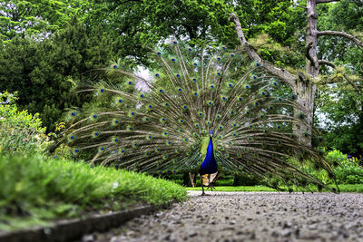 View of peacock on dirt road