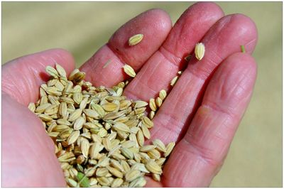 Close-up of hand holding vegetables