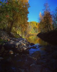 Trees growing by river in forest against sky