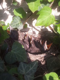 Close-up of lizard on plant