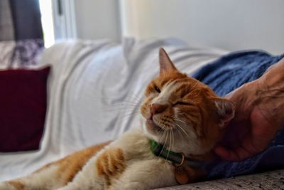 Close-up of cat resting on bed