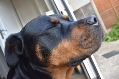 Close-up of dog looking away