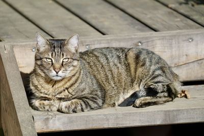 High angle view of cat resting